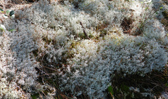 Cladonia rangiferina