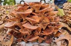 Desarmillaria caespitosa
