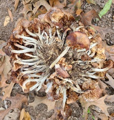 Desarmillaria caespitosa