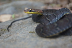 Dendrophidion percarinatum