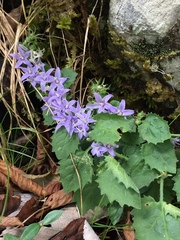 Campanula elatinoides