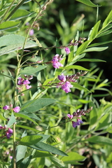Desmodium canadense