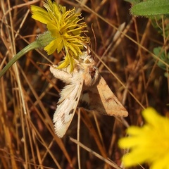 Heliothis