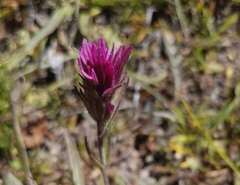 Castilleja lemmonii