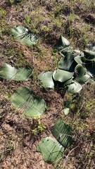 Haemanthus