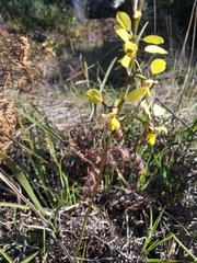 Diuris praecox