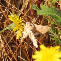 Heliothis