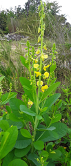 Crotalaria spectabilis