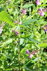 Desmodium canadense