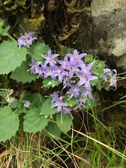 Campanula elatinoides