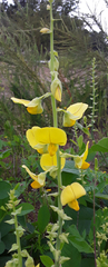 Crotalaria spectabilis
