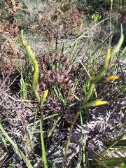 Diuris praecox
