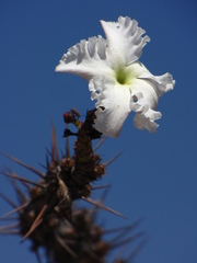 Pachypodium lealii