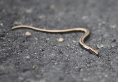 Anguis fragilis