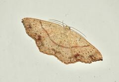 Cyclophora punctaria