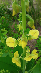 Crotalaria spectabilis