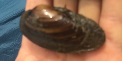Unionidae