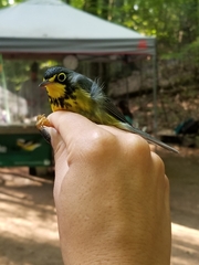 Cardellina canadensis