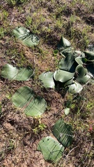 Haemanthus