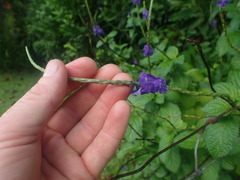 Stachytarpheta