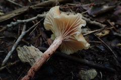 Laccaria bicolor