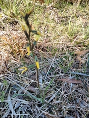 Diuris praecox