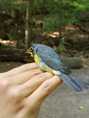 Cardellina canadensis