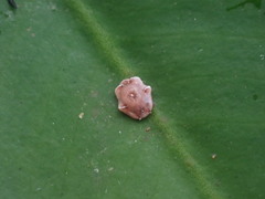 Ceroplastes