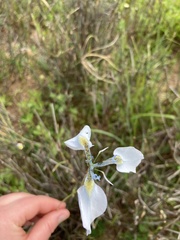 Moraea tripetala