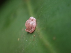 Ceroplastes