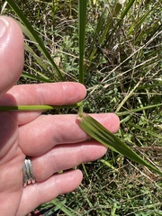Tridens flavus