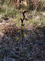 Diuris praecox
