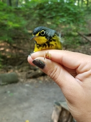 Cardellina canadensis