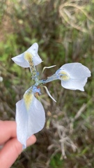 Moraea tripetala