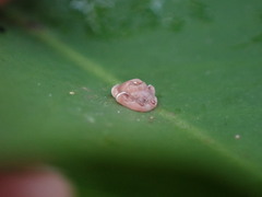 Ceroplastes