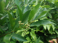 Ceroplastes