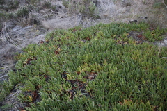 Carpobrotus edulis edulis