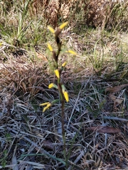 Diuris praecox