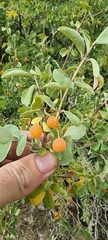 Lonicera