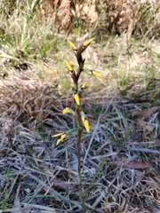 Diuris praecox