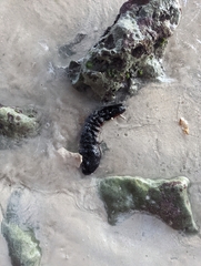 Holothuria mexicana