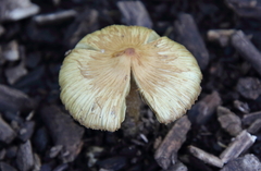 Pseudosperma sororium