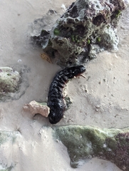 Holothuria mexicana