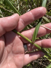 Tridens flavus