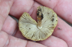 Pseudosperma sororium