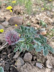 Trifolium macrocephalum