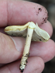 Pseudosperma sororium