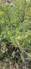 Lonicera