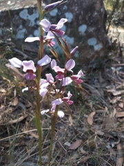 Diuris arenaria