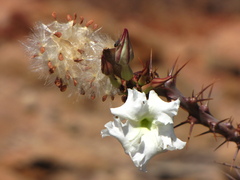 Pachypodium lealii
